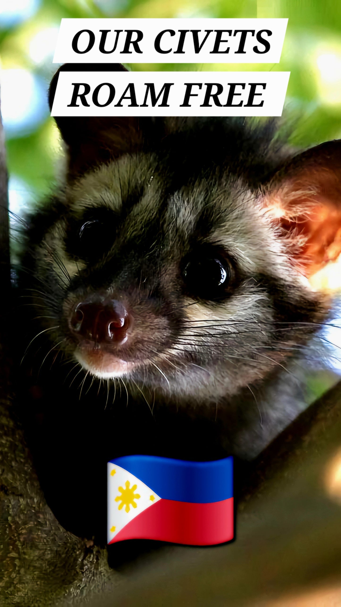 1KG Civet Coffee - KAFE BALOS  100% Wild & Authentic Light or Medium Roast Full Bean/\Grounded